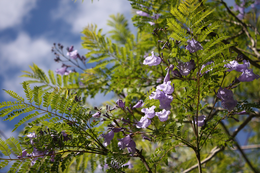 jacaranda